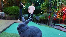 Rotorua Mini Golf With Rabbits